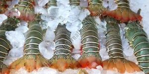 Frozen Lobster