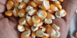 Yellow Maize Seeds