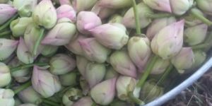 Fresh Pink Lotus Flower