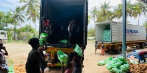 Semi Husked Coconuts