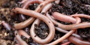 Live Earthworm Vermicompost