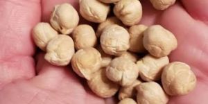 White Chickpeas