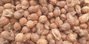 a Grade Semi Husked Coconut