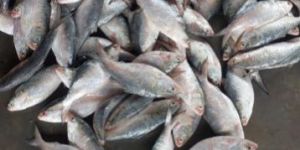 Fresh Hilsa Fish