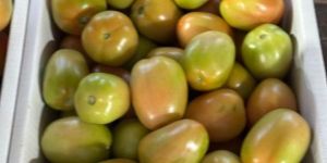 Fresh Tomato