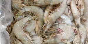 Fresh Water Shrimp