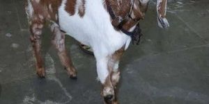 Jamunapari Goat