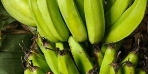 Raw Green Bananas