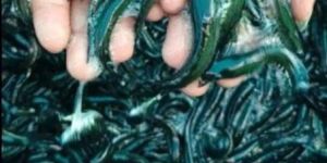 Murrel Fish Seed