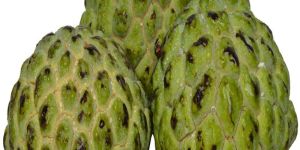 Fresh Custard Apple