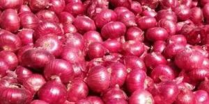 a Grade Red Onion