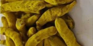 Organic Dry Turmeric Finger