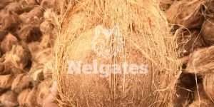 Nelgates Semi Husked Coconut