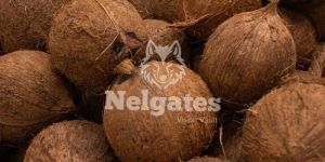 Semi Husked Coconuts