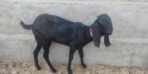 Beetal Goat