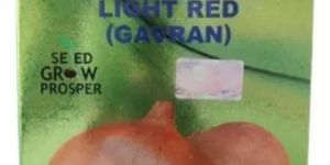 Light Red Onion Seeds