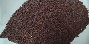 Black Mustard Seeds