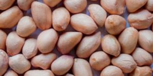 Dried Peanut Kernel