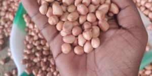 Groundnut
