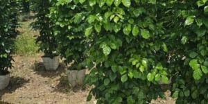 Clay Red Machera Plant