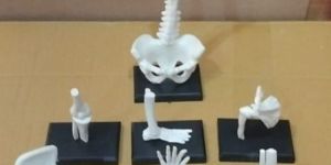 Human Skeleton Model