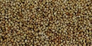 Coriander Seeds