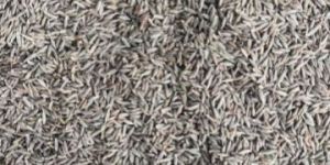 Cumin Seeds