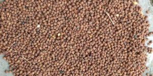 Desi Chana