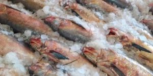 Fresh Sea Water Fish