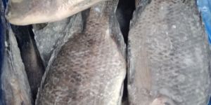 FROZEN TILAPIA FISH FILLET