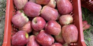 Kulu Fresh Apples