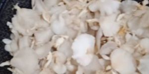 Fresh Oyster Mushroom