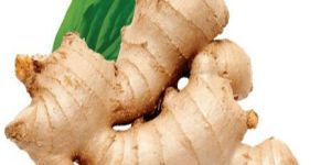 Ginger