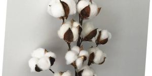 Desi Cotton