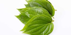 Betel Leaves