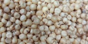 Sorghum