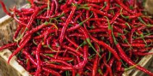 Red Chilli
