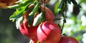 Pomegranate Fruit