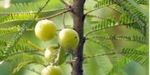 Amla(Gooseberry)