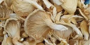 Dry Oyster Mushroom New