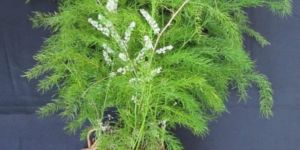 Shatavari Root