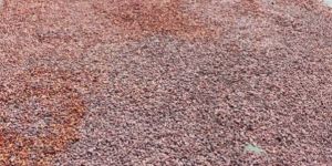 Cocoa Beans