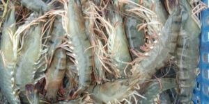 Frozen Vannamei Shrimps