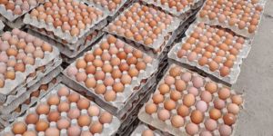 Fresh Healthy Brown Table Eggs