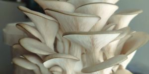 White Organic Fresh Button Mushroom, for Cooking,