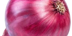 Fresh Big Size Red Onion