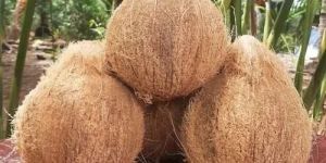 Semi Husked Coconut