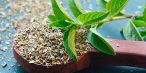 Tulsi Herbs