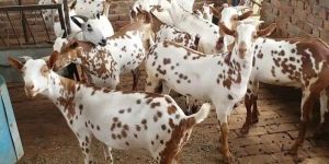 Barbari Goat