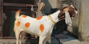 Totapuri Goat